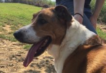 Pet of the Week: You’ll love this Lass!