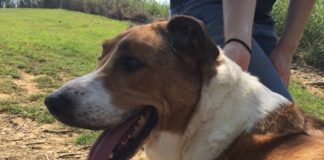 Pet of the Week: You’ll love this Lass!