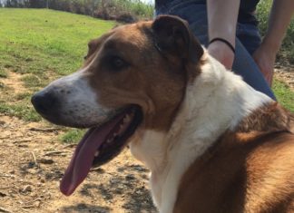 Pet of the Week: You’ll love this Lass!