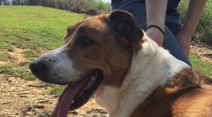 Pet of the Week: You’ll love this Lass!