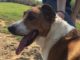 Pet of the Week: You’ll love this Lass!