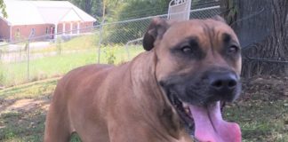 (Bonus) Pet of the Week: Lily looking for a place to bloom!