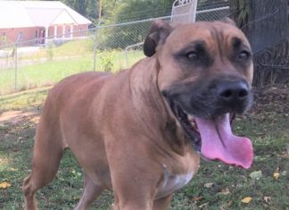 (Bonus) Pet of the Week: Lily looking for a place to bloom!