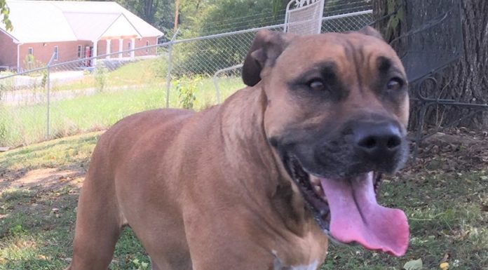 (Bonus) Pet of the Week: Lily looking for a place to bloom!