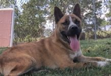 Pet of the Week: Get a Biggie Bear hug!