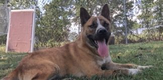 Pet of the Week: Get a Biggie Bear hug!