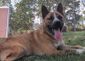 Pet of the Week: Get a Biggie Bear hug!