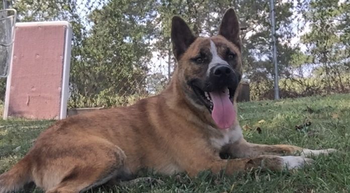 Pet of the Week: Get a Biggie Bear hug!