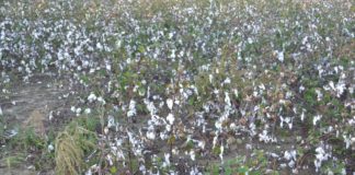 USDA resources available for farmers hurt by 2018, 2019 disasters