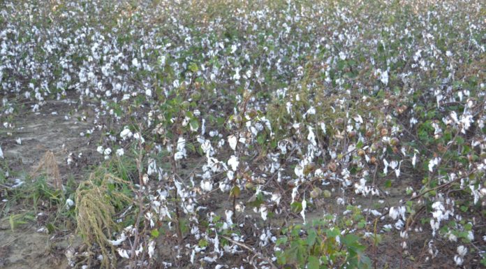 USDA resources available for farmers hurt by 2018, 2019 disasters