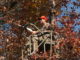 Complacency often leads to treestand, firearms accidents