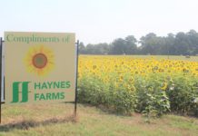 ‘We do it as a gift to the community’: Haynes Farms in Simcoe plants field of sunflowers for all to enjoy