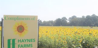 ‘We do it as a gift to the community’: Haynes Farms in Simcoe plants field of sunflowers for all to enjoy