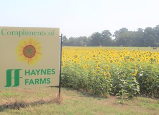 ‘We do it as a gift to the community’: Haynes Farms in Simcoe plants field of sunflowers for all to enjoy