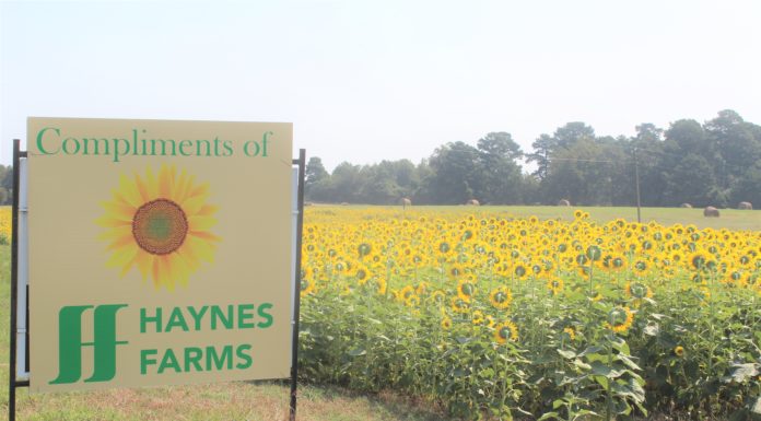 ‘We do it as a gift to the community’: Haynes Farms in Simcoe plants field of sunflowers for all to enjoy