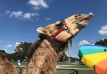 Terrific turnout, tasty taters: 23rd annual Sweet Tater Festival one for the record books
