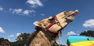Terrific turnout, tasty taters: 23rd annual Sweet Tater Festival one for the record books