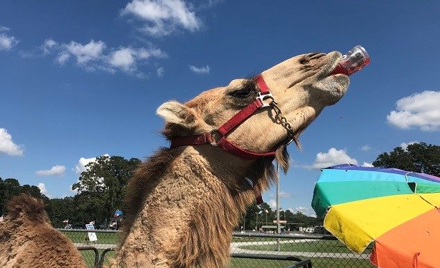 Terrific turnout, tasty taters: 23rd annual Sweet Tater Festival one for the record books