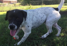 Pet of the Week: Homer’s looking for a home!