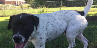 Pet of the Week: Homer’s looking for a home!