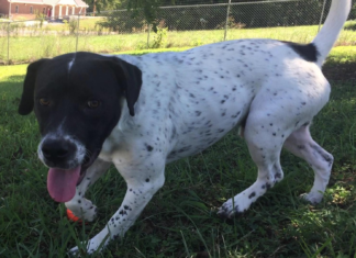 Pet of the Week: Homer’s looking for a home!