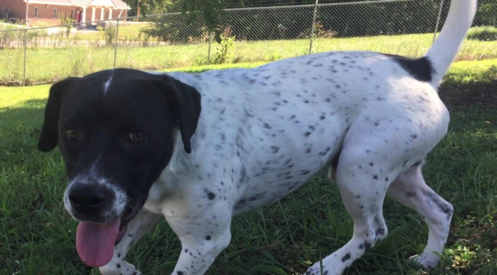 Pet of the Week: Homer’s looking for a home!