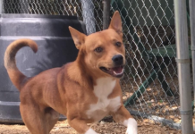 Pet of the Week: Say hello to Mr. Miles!