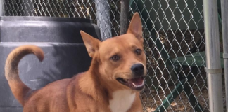 Pet of the Week: Say hello to Mr. Miles!