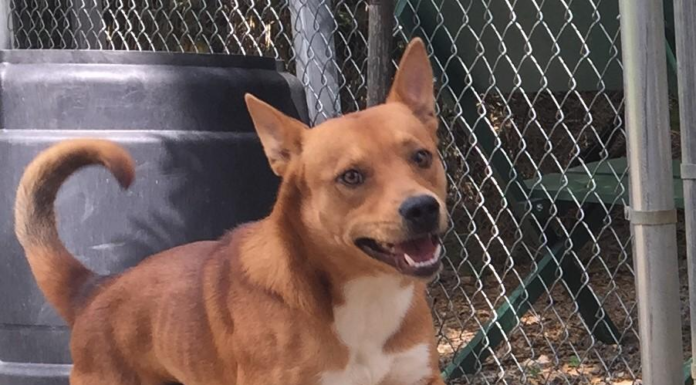 Pet of the Week: Say hello to Mr. Miles!