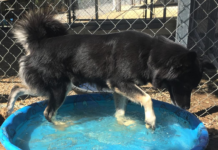 (Bonus) Pet of the Week: Bristol’s ready to play!