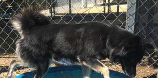 (Bonus) Pet of the Week: Bristol’s ready to play!