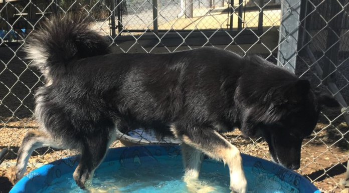 (Bonus) Pet of the Week: Bristol’s ready to play!