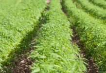 Alabama Industrial Hemp Program registration opens in October