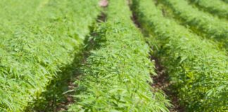 Alabama Industrial Hemp Program registration opens in October
