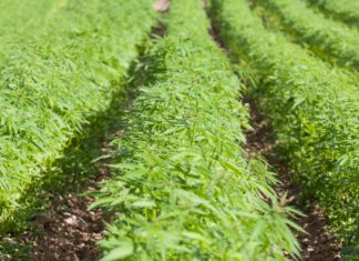 Alabama Industrial Hemp Program registration opens in October