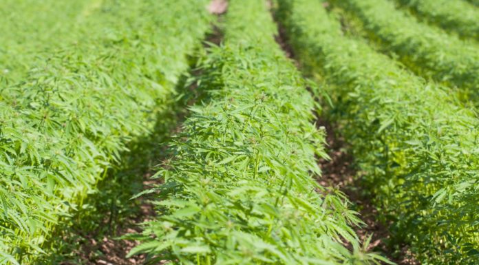 Alabama Industrial Hemp Program registration opens in October