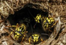 Yellow Jackets most aggressive in fall