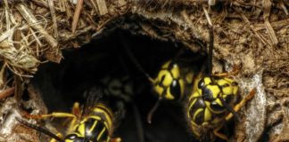 Yellow Jackets most aggressive in fall