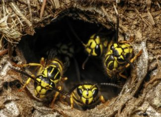 Yellow Jackets most aggressive in fall