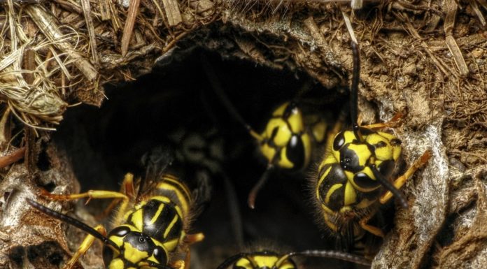 Yellow Jackets most aggressive in fall