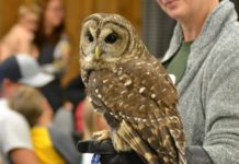 Whoooo? Owls a hoot at North Alabama Agriplex