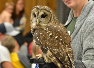 Whoooo? Owls a hoot at North Alabama Agriplex