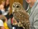 Whoooo? Owls a hoot at North Alabama Agriplex