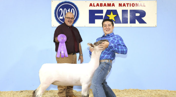 Local students bring home ribbons from Youth Sheep Show during Alabama National Fair