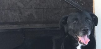 Labor of love: caring for strays at the Hanceville kennel