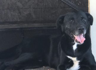 Labor of love: caring for strays at the Hanceville kennel