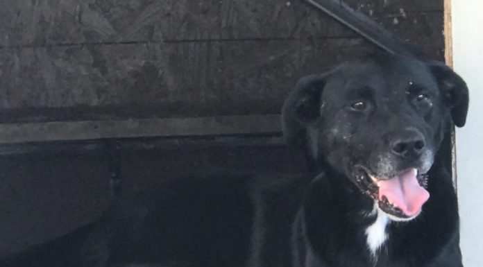 Labor of love: caring for strays at the Hanceville kennel