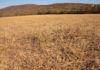 Alabama Extension offers drought resources