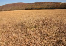 Alabama Extension offers drought resources