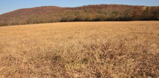 Alabama Extension offers drought resources